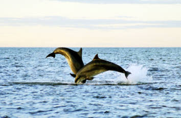 Dolphins Credit Visit Aberdeenshire