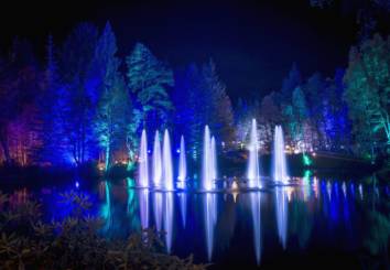 Enchanted Forest Copy